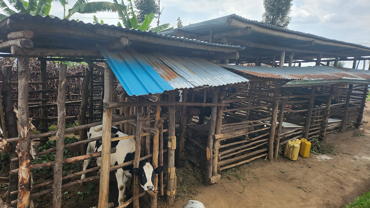 shelters-for-animals